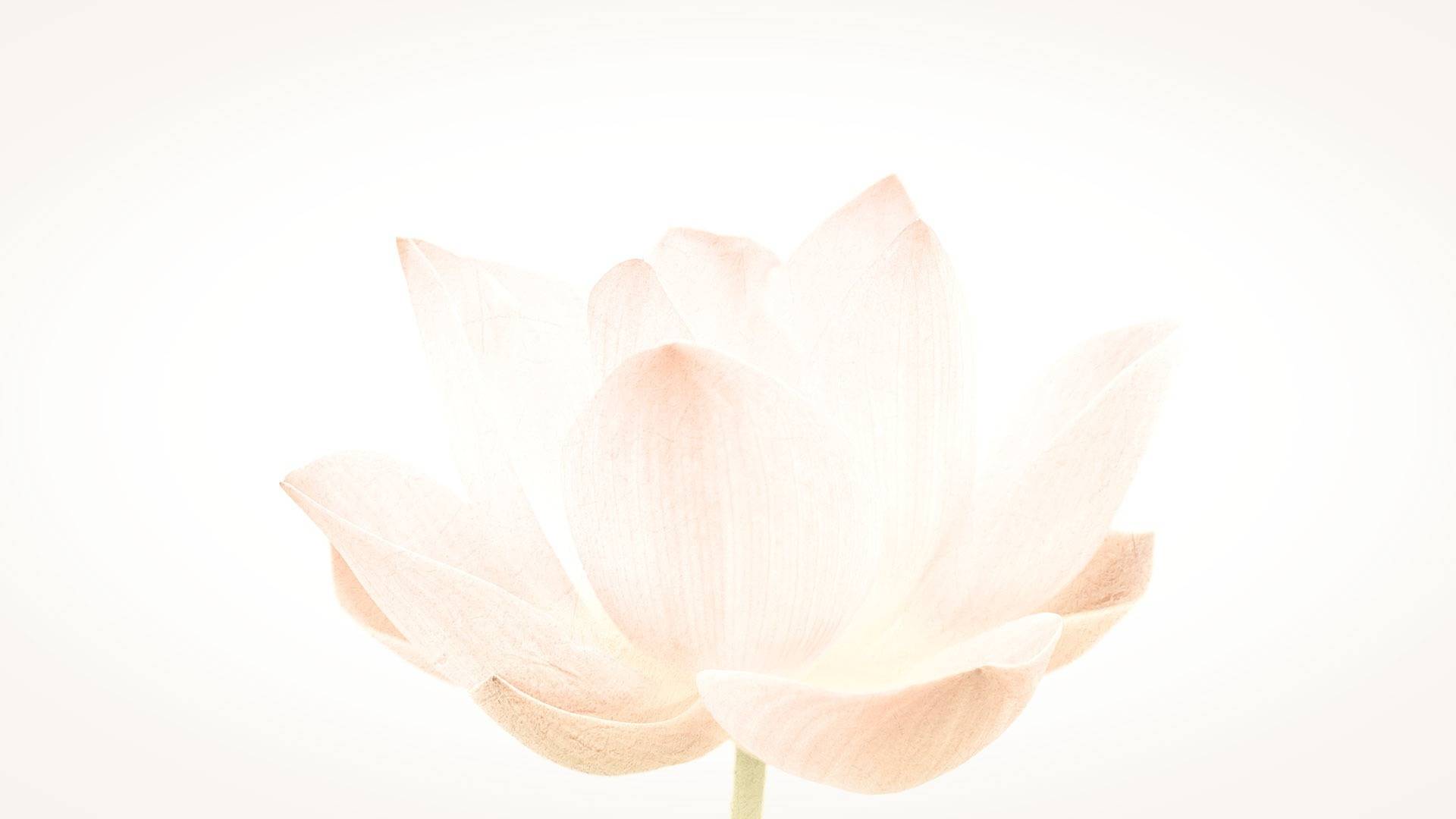 Floare Lotus, Tianti Books, Pagina principala